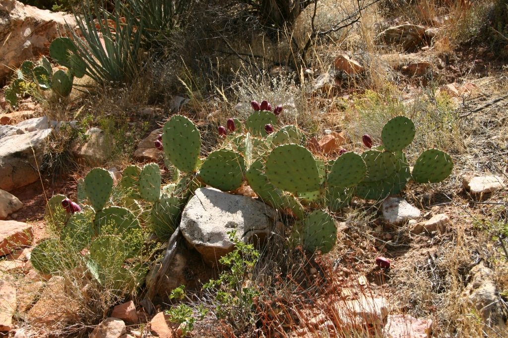 02 - Red rock canyon (3).JPG